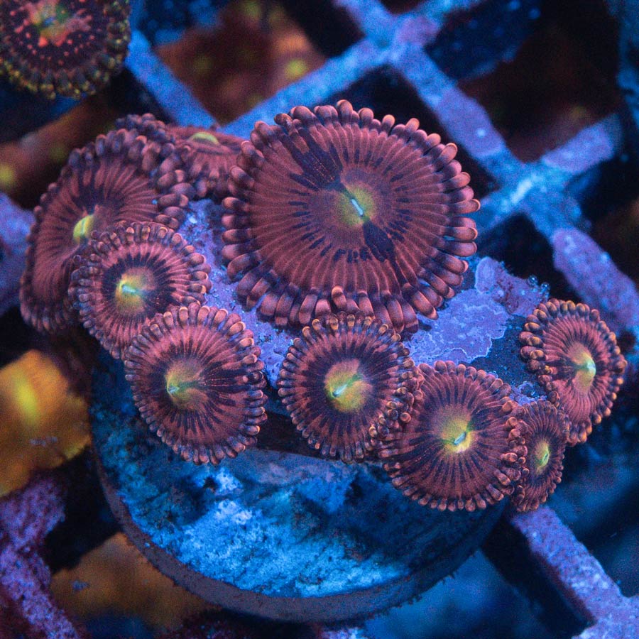 SBM Zoanthus PlayBoy 10 pol