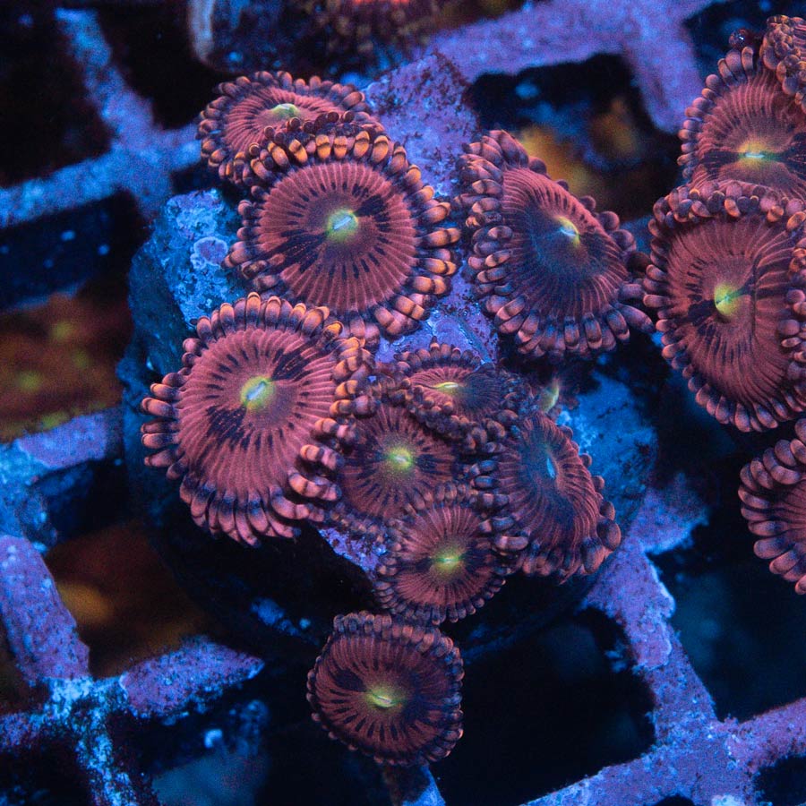SBM Zoanthus PlayBoy 10 pol