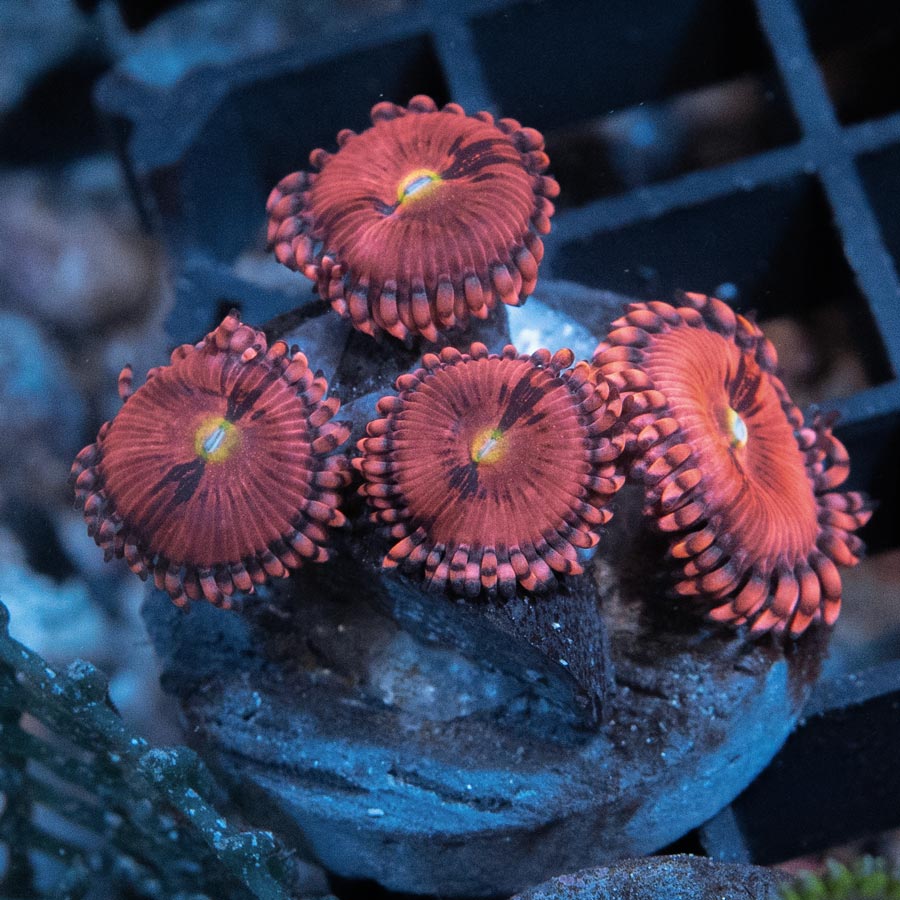 *SBM Zoanthus PlayBoy Bunny