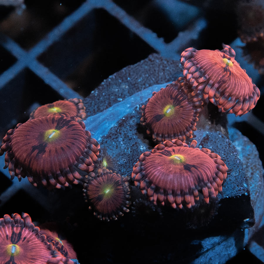 ,SBM Zoanthus PlayBoy Bunny