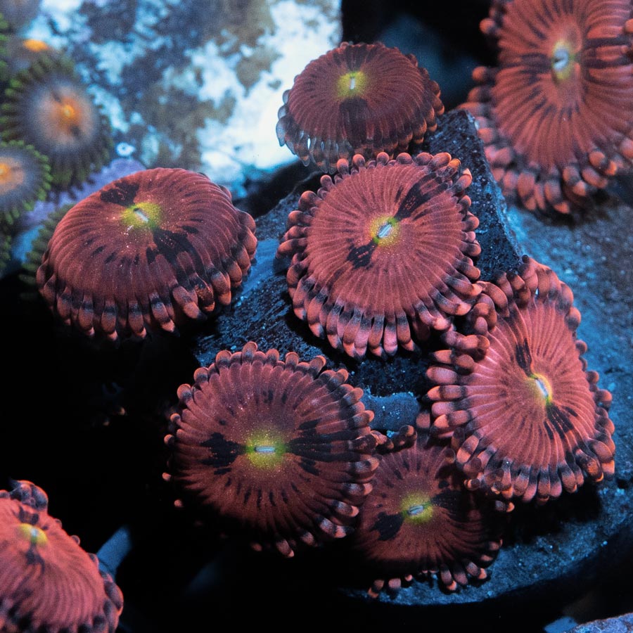 SBM Zoanthus PlayBoy Bunny