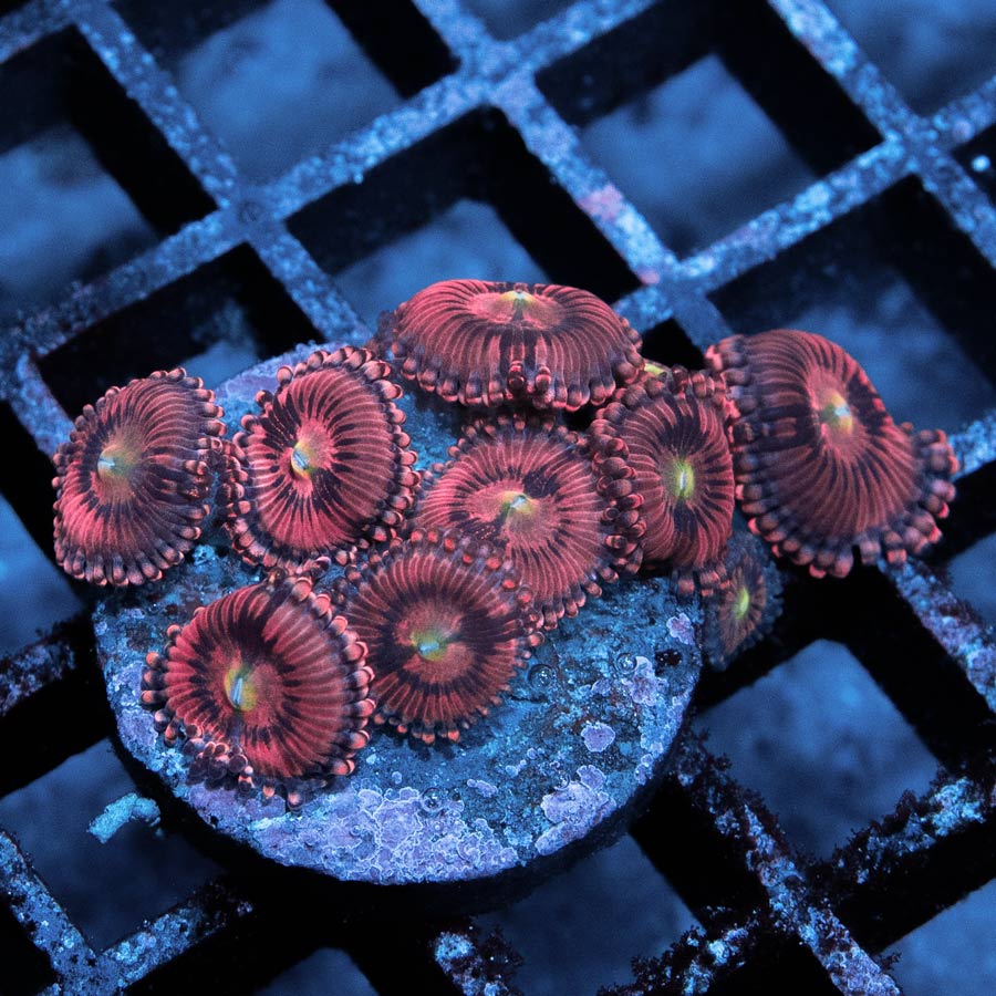 SBM Zoanthus PlayBoy Bunny 10 pol