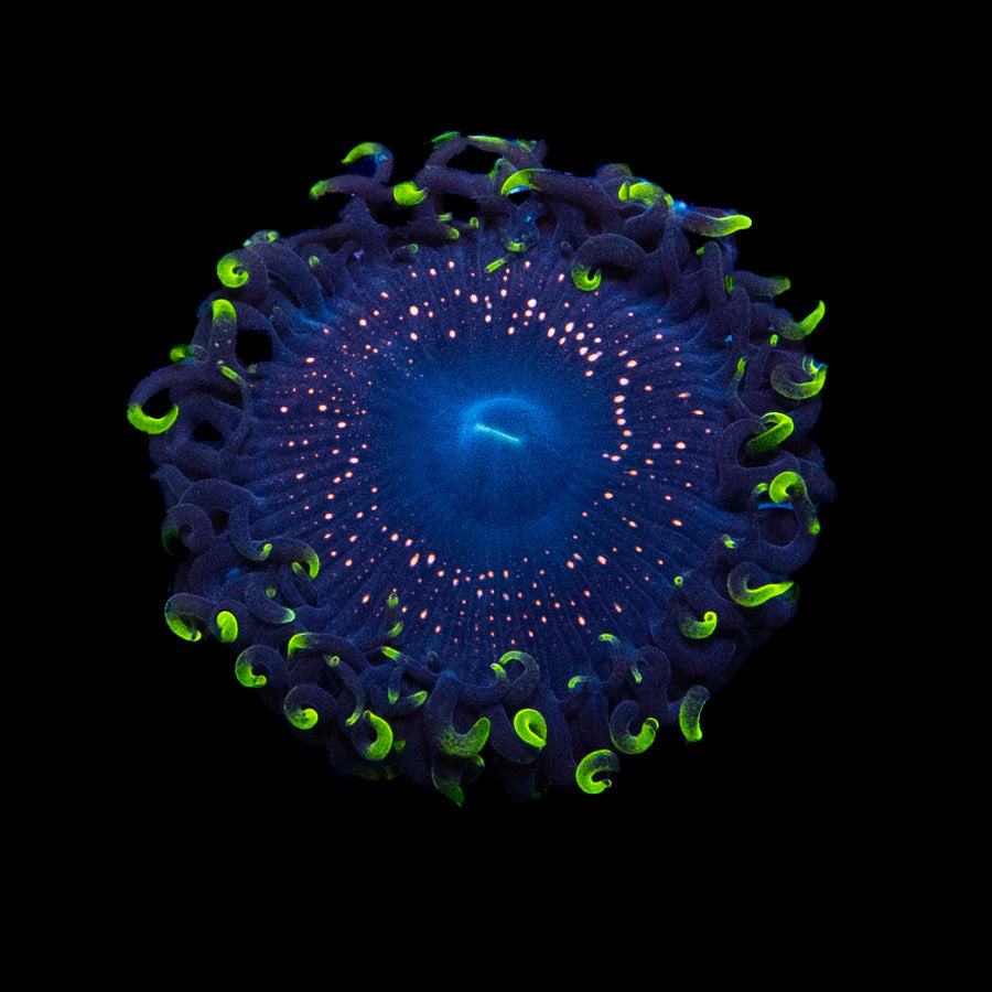 SBM Zoanthus Psychosis 1 pol (increible)