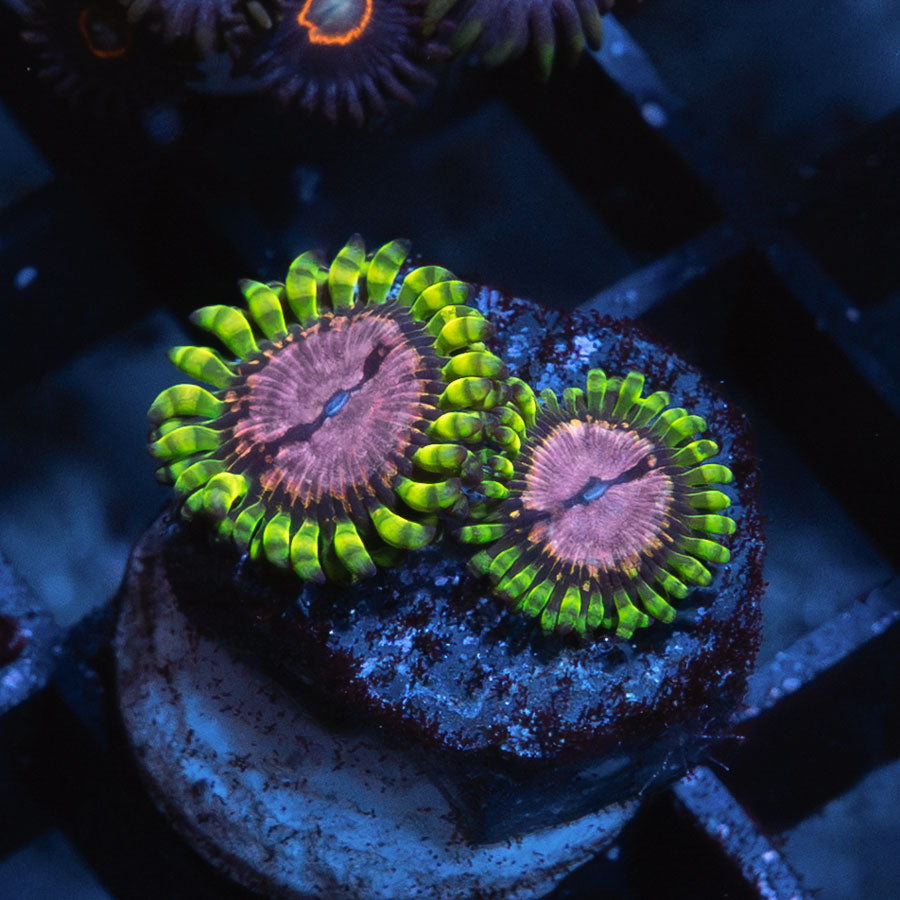 SBM Zoanthus Purple Monster