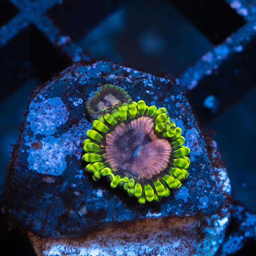 SBM Zoanthus Purple Monster