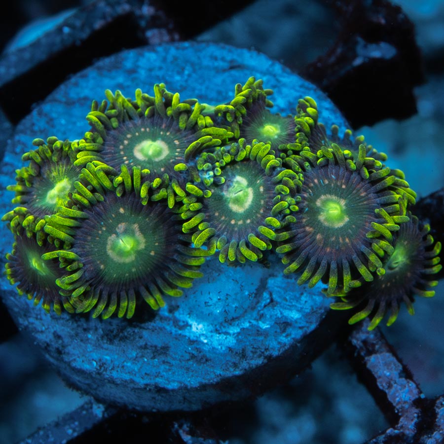 SBM Zoanthus Radioactive 10 pol