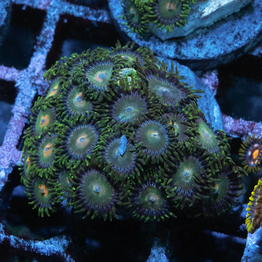 SBM Zoanthus Radioactive