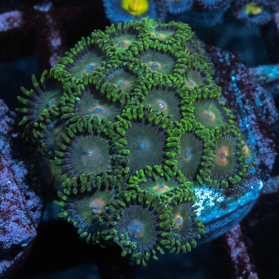 SBM Zoanthus Radioactive 20 pol