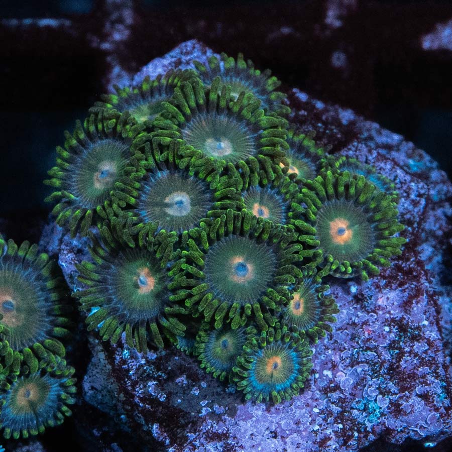 SBM Zoanthus Radioactive 15 pol