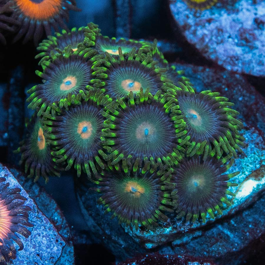 SBM Zoanthus Radioactive 10 pol