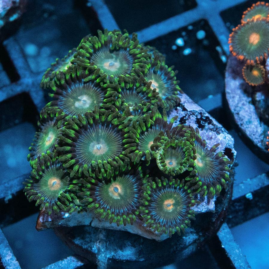 SBM Zoanthus Radioactive 15 pol