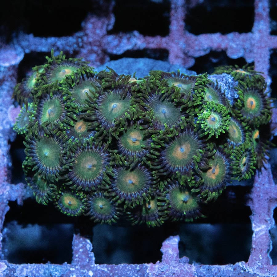 SBM Zoanthus Radioactive