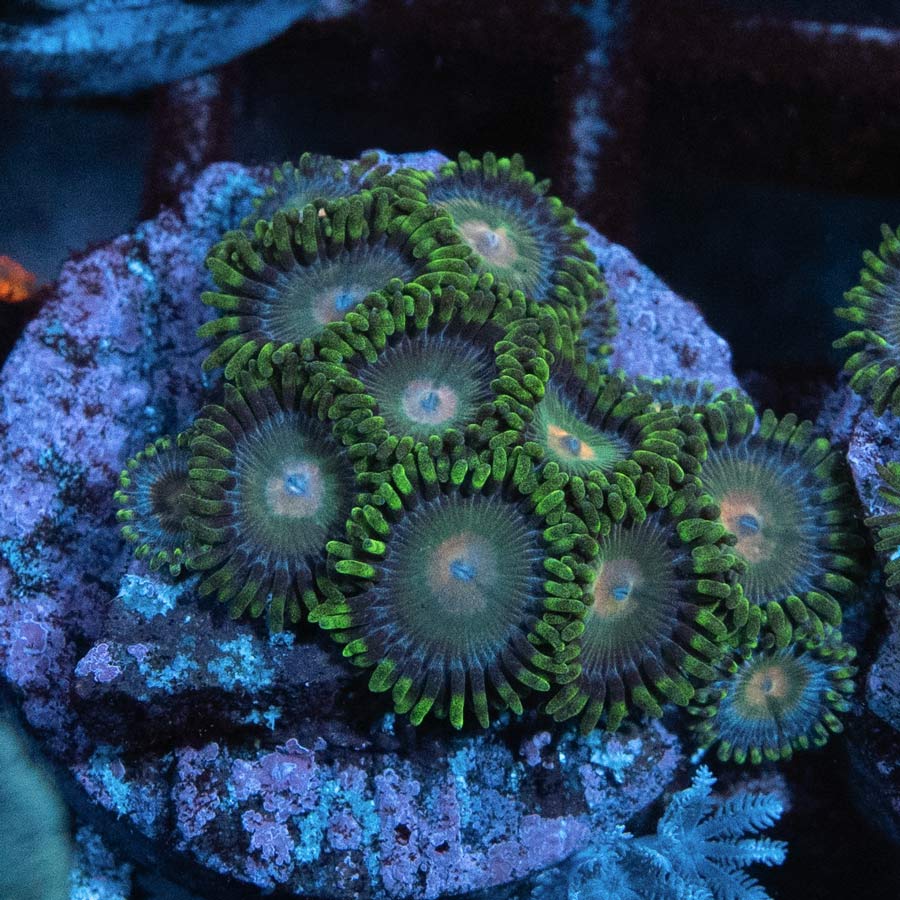 SBM Zoanthus Radioactive 10 pol