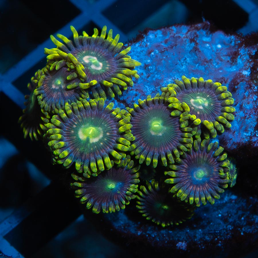 SBM Zoanthus Radioactive 10 pol