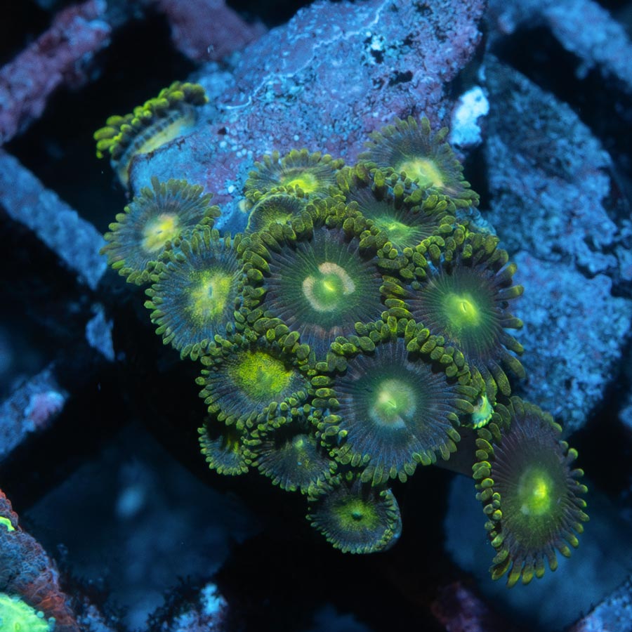 SBM Zoanthus Radioactive 15 pol