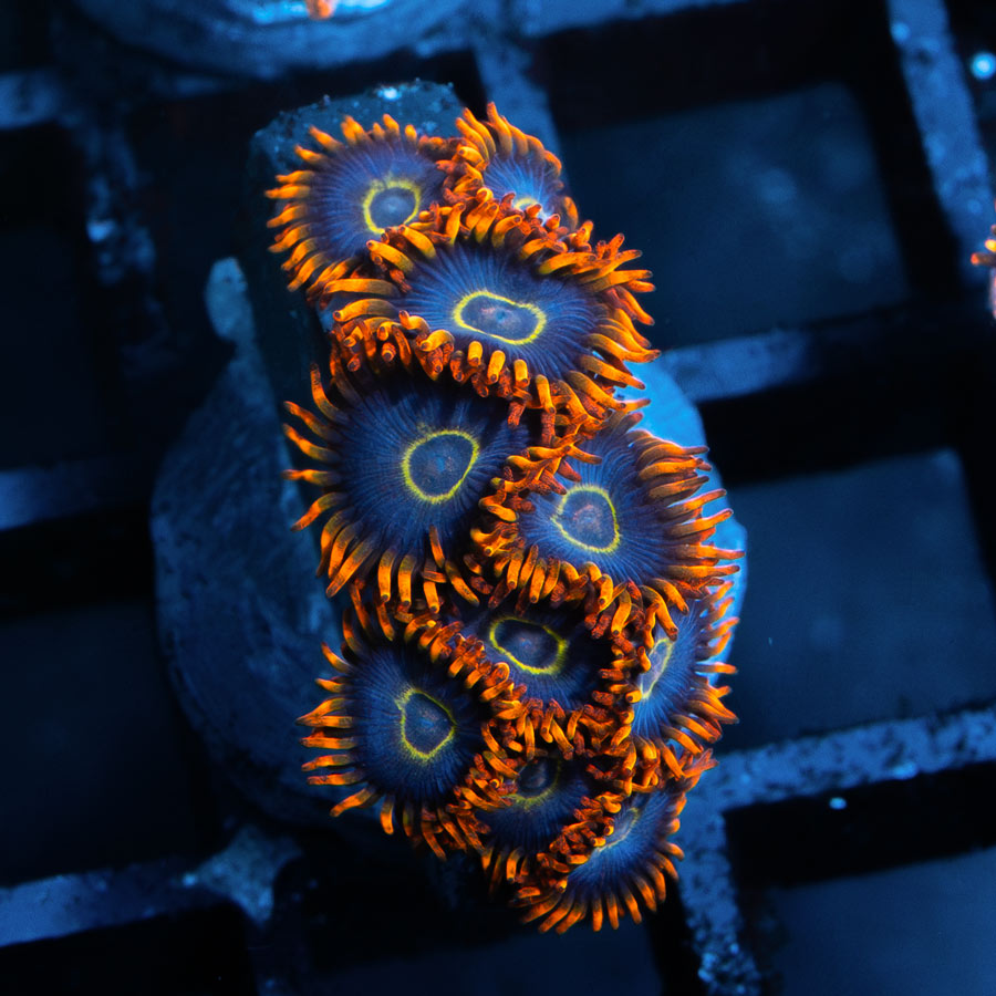 SBM Zoanthus Rainbow Hornet 10 pol