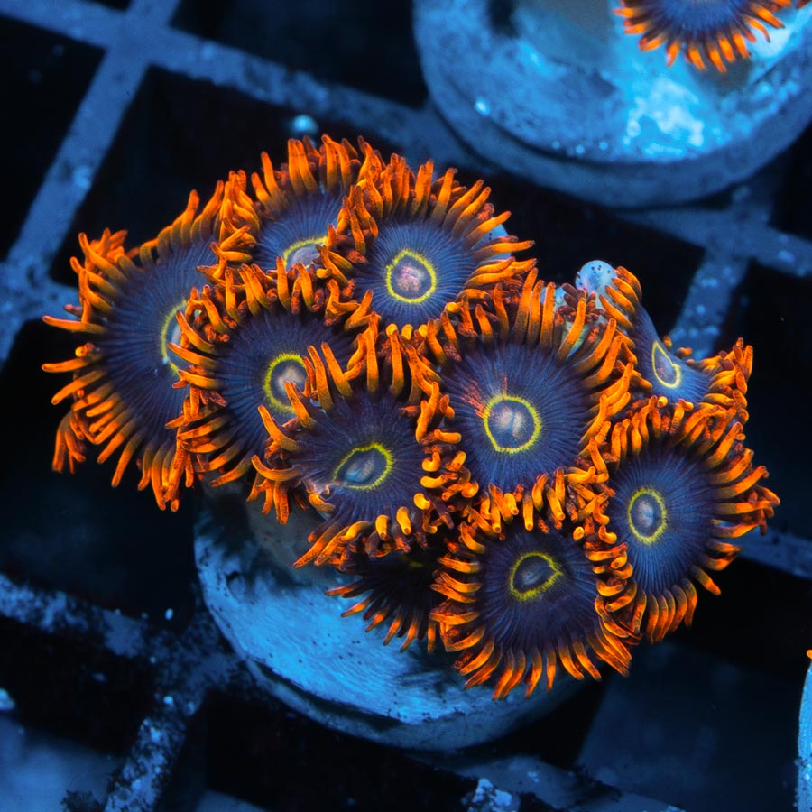 SBM Zoanthus Rainbow Hornet 10 pol