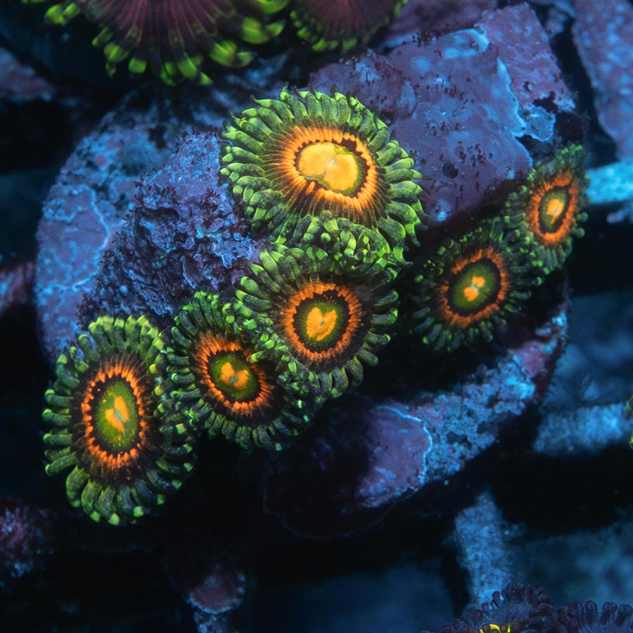 SBM Zoanthus Rainbow Incinerator 6 pol (poca luz)