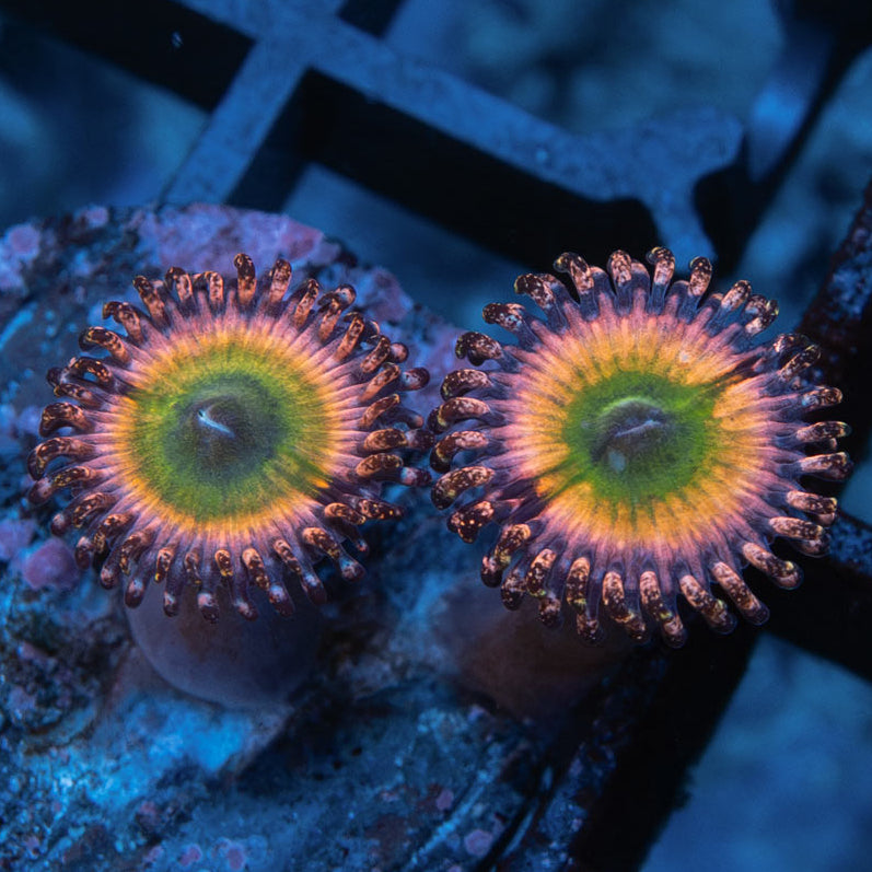 SBM Zoanthus Rainbow Infusion 2 pol