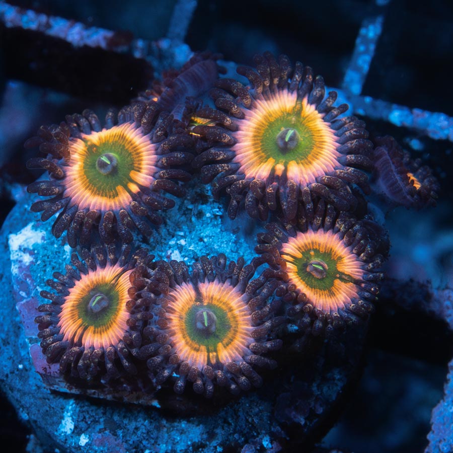 SBM Zoanthus Rainbow Infusion 8 pol