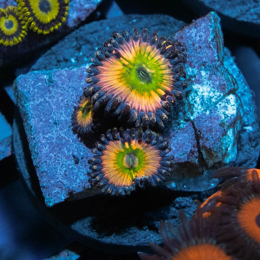 SBM Zoanthus Rainbow Infusion 4 pol