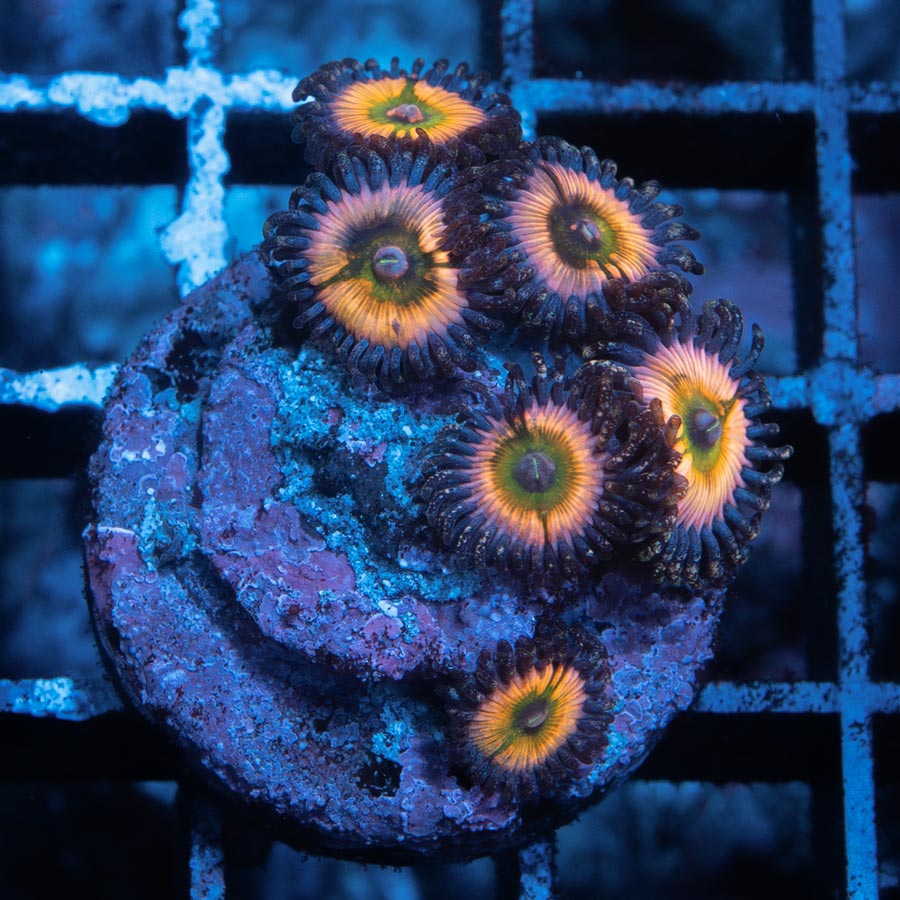 SBM Zoanthus Rainbow Infusion