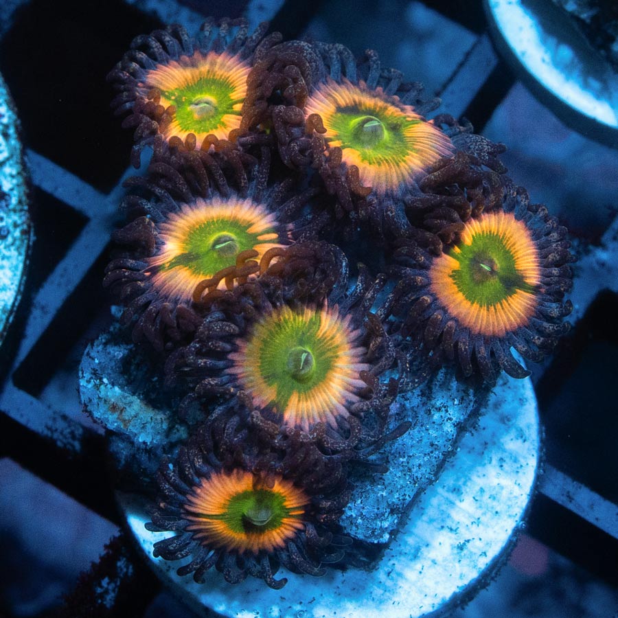 SBM Zoanthus Rainbow Infusion 8 pol