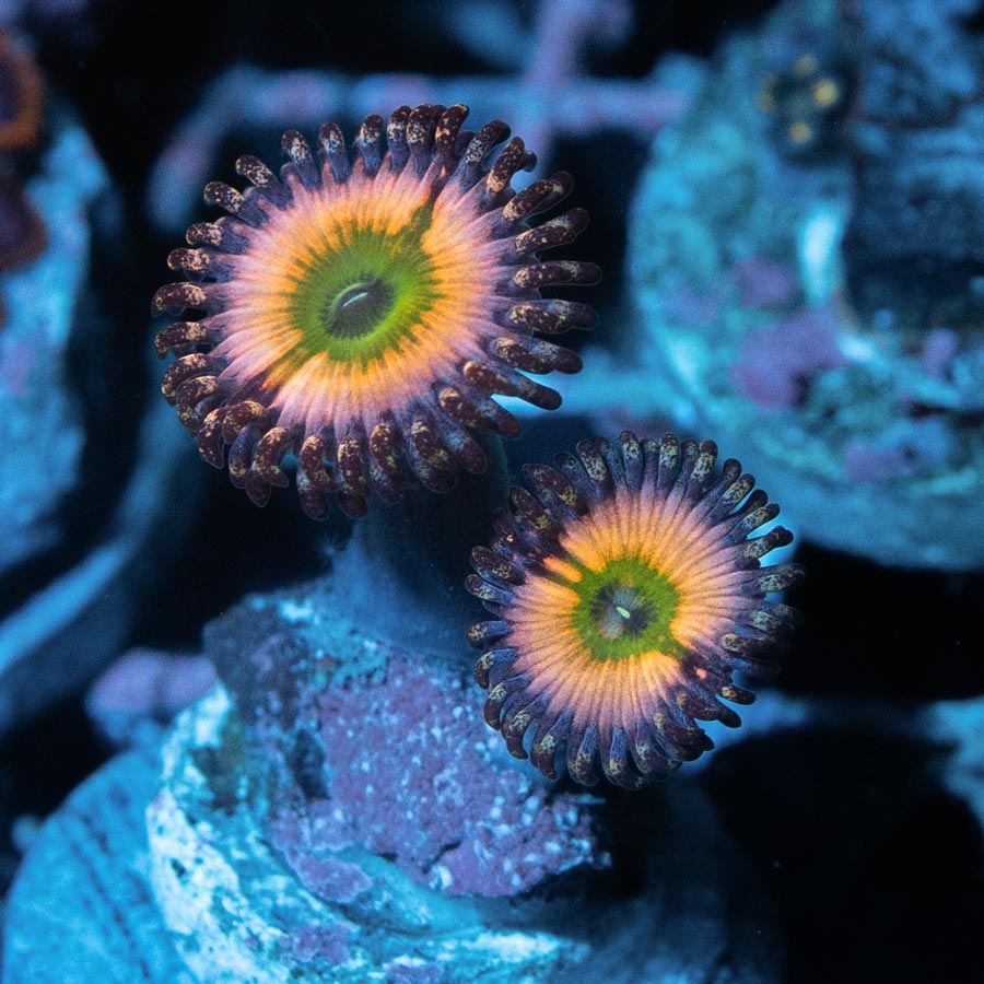 SBM Zoanthus Rainbow Infusion 2 pol