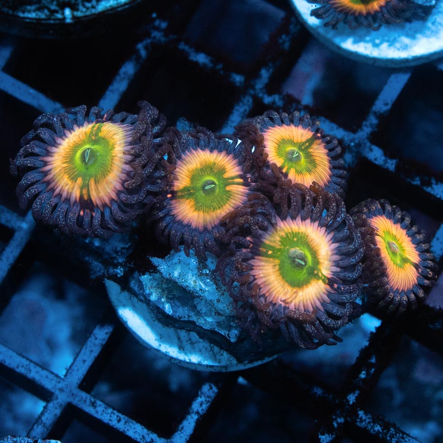 SBM Zoanthus Rainbow Infusion 7 pol