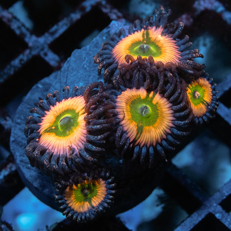 SBM Zoanthus Rainbow Infusion 5 pol