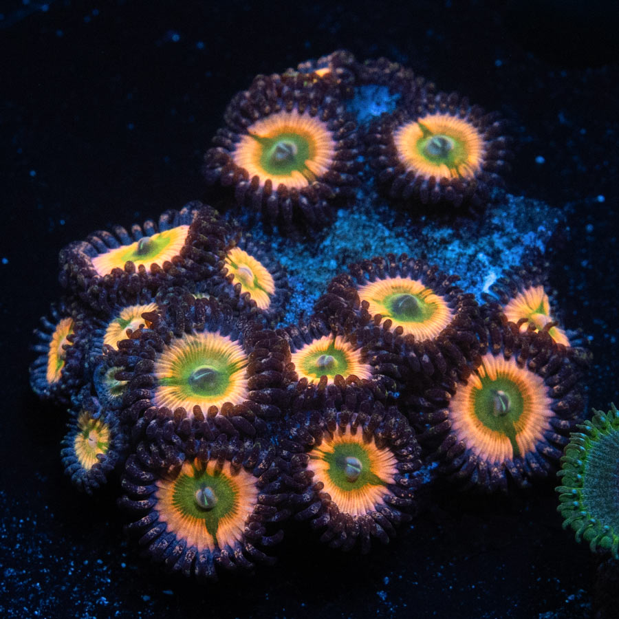 SBM Zoanthus Rainbow Infusion 15 pol