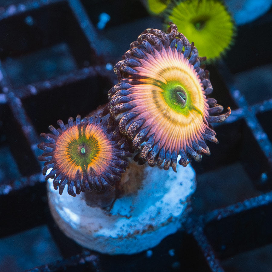 SBM Zoanthus Rainbow Infusion