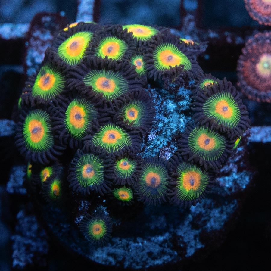 SBM Zoanthus Rasta Reverse colonia 20 po