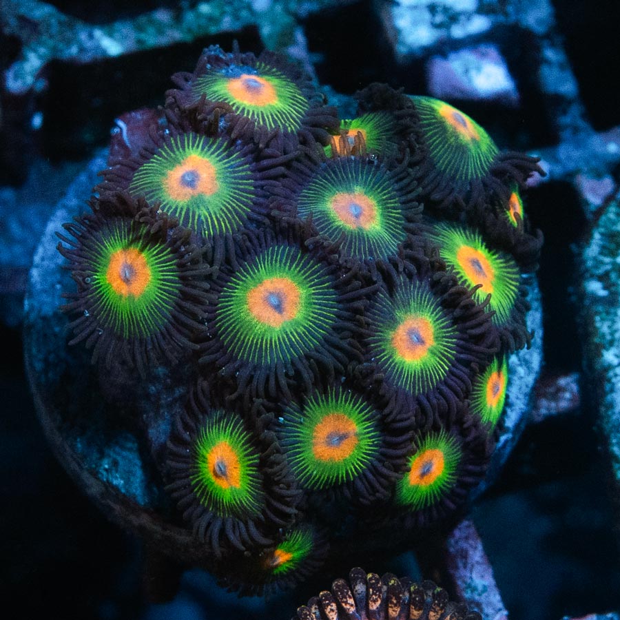 SBM Zoanthus Rasta Reverse 15 pol