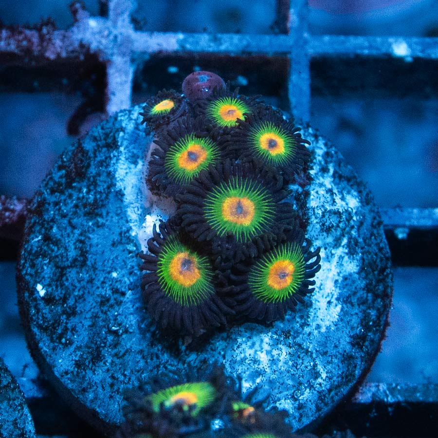 SBM Zoanthus Rasta Reverse 8 pol