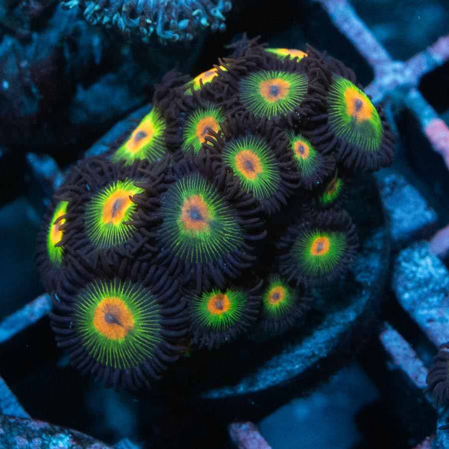 SBM Zoanthus Rasta Reverse 20 pol