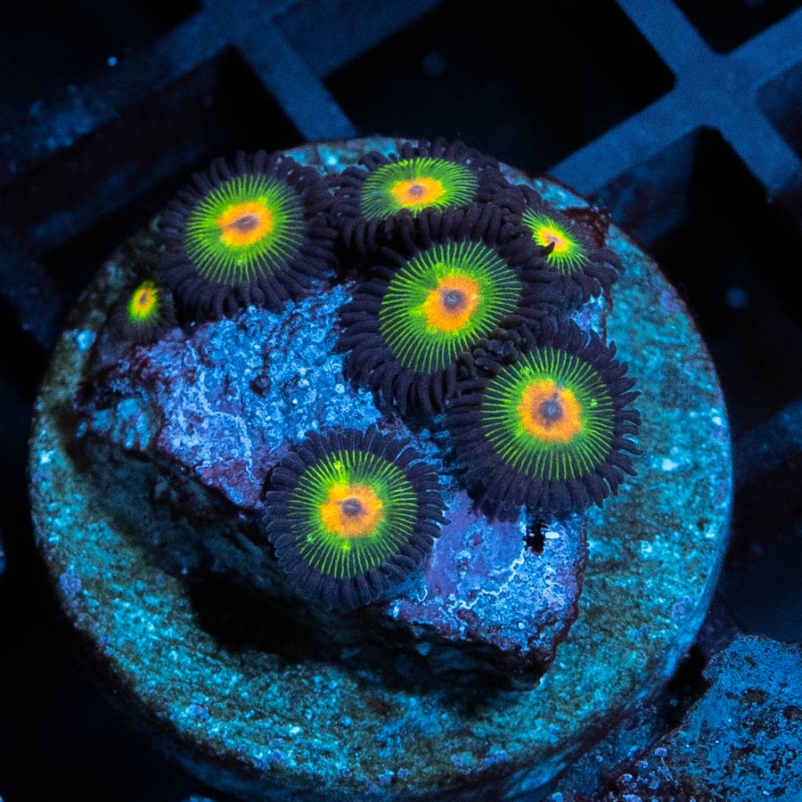 SBM Zoanthus Rasta Reverse 7 pol