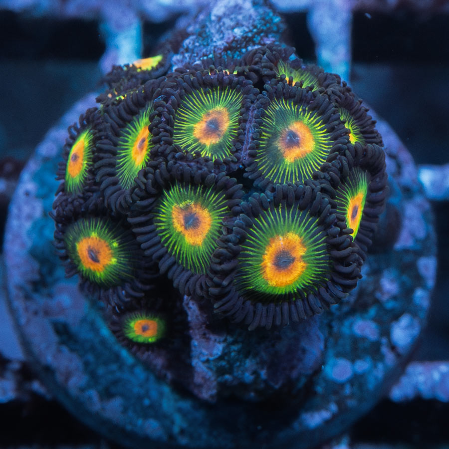 SBM Zoanthus Rasta Reverse 15 pol