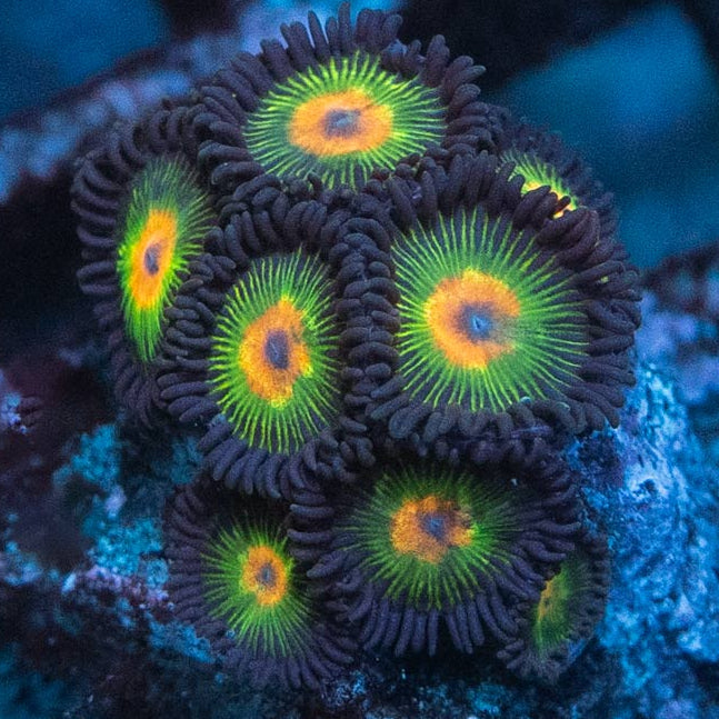 SBM Zoanthus Rasta Reverse 10 pol