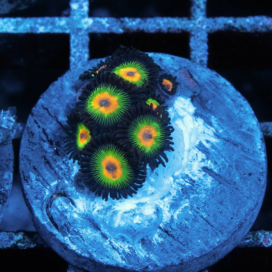 SBM Zoanthus Rasta Reverse