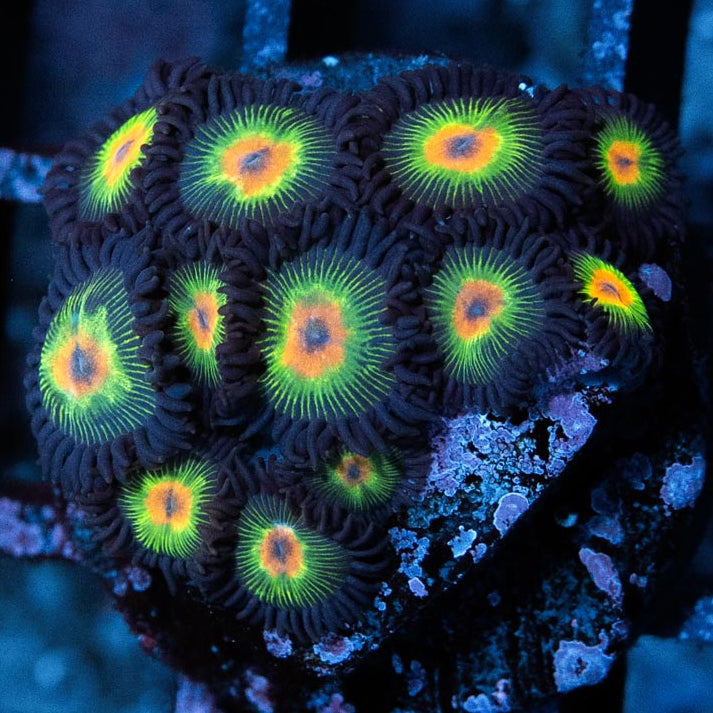 SBM Zoanthus Rasta Reverse 15 pol