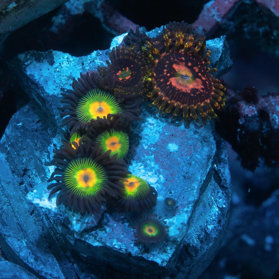 SBM Zoanthus Rasta Reverse + Zoanthus Space Chaos