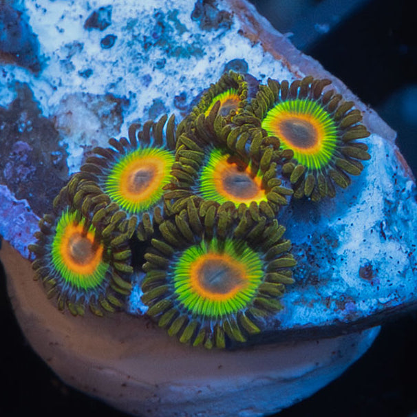 SBM Zoanthus Rasta