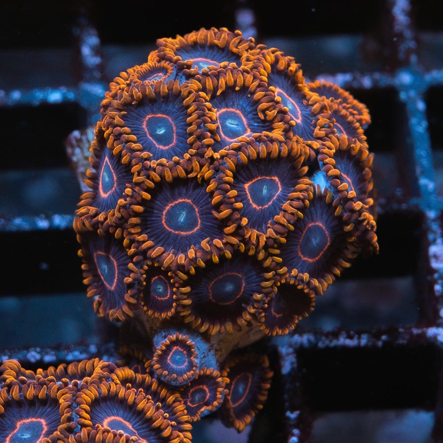 SBM Zoanthus Red Hornet