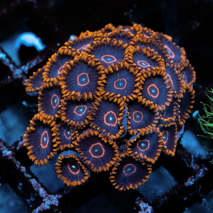 SBM Zoanthus Red Hornet colonia 35 pol