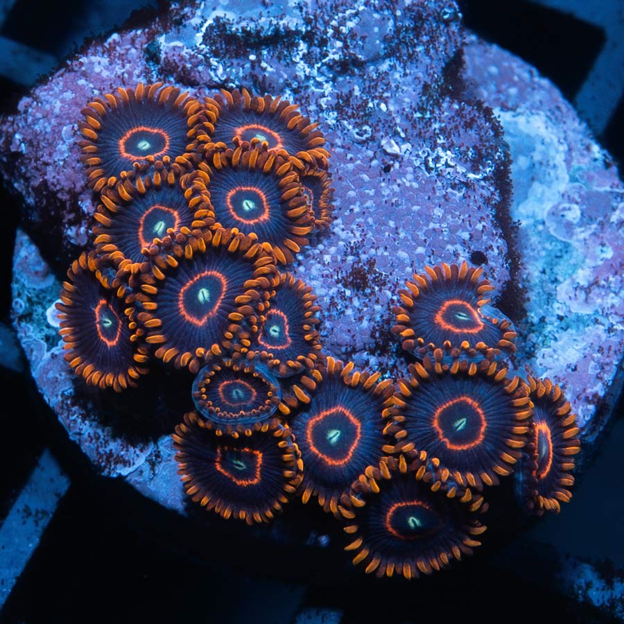 SBM Zoanthus Red Hornet 15 pol