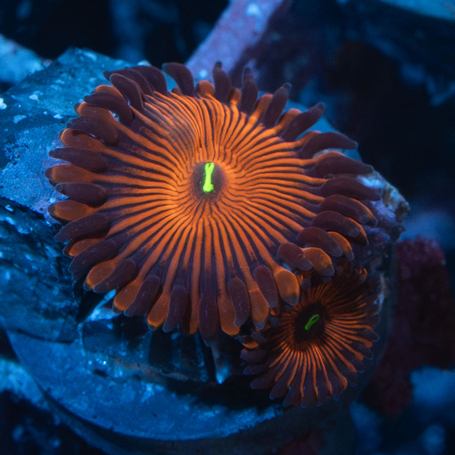 SBM Zoanthus Red People Eater 2 pol