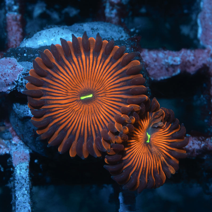 SBM Zoanthus Red People Eater 2 pol