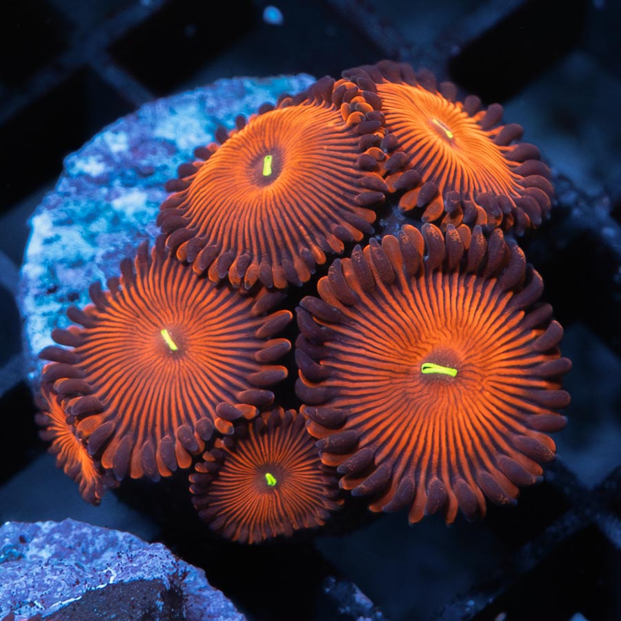 SBM Zoanthus Red People Eater