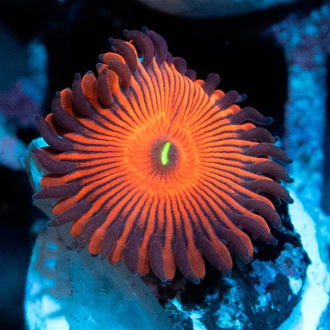 SBM Zoanthus Red People Eater Ultra